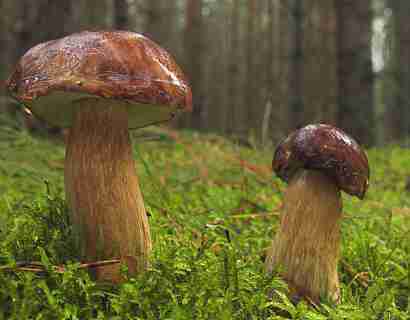  Image name: 00_112 Porcino.jpg 
 width: 410 pixel 
 height: 320 pixel 
 Size: 10170 bytes 
 Click to enlarge 